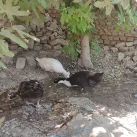 اردک روسی ومحلی جوان وتخمگذار