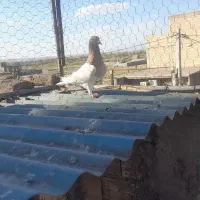 ۵عدد کبوتر|پرنده|میانه, |دیوار