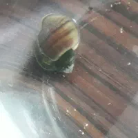 ماهی فایتر  زیبا|ماهی|کرمانشاه, |دیوار