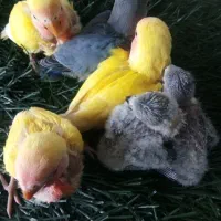 طوطی برزیلی سرلاکی