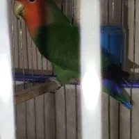 کوتوله برزیلی|پرنده|تهران, دبستان|دیوار