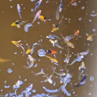 ۱۰۰ درصد چرم و باله بلند|ماهی|شیراز, زند|دیوار