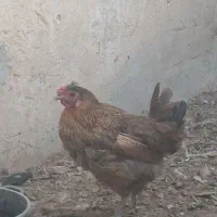 مرغ رسمی و خروس|حیوانات مزرعه|قم, شهرک امام حسین|دیوار