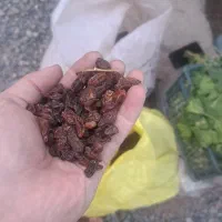 کشمش گله