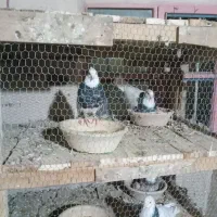 ۸جفت طوقی نروماده|پرنده|کبودرآهنگ, |دیوار