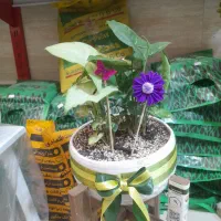 گل بابونه