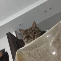 واگذاری گربه dsh ماده