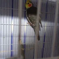 عروس هلندی و مرغ عشق|پرنده|ماکو, |دیوار