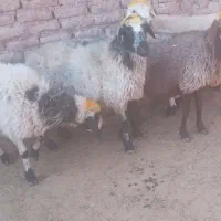 میش آبستن درجه یک فروشی|حیوانات مزرعه|بردسیر, |دیوار