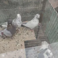 ۴تاگرفته|حیوانات|اسلام‌‌آباد غرب, |دیوار