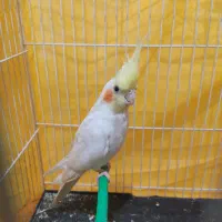 جفت عروس هلندی سخنگو