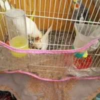 عروس هلندی جفت با جوجه کار داده|پرنده|مشهد, هفده شهریور|دیوار