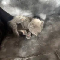 بچه گربه اسکاتیش بلو ماده