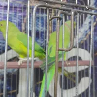 طوطی|پرنده|قرچک, مهدیه|دیوار