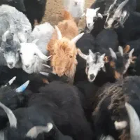 کهره نر چاق|حیوانات مزرعه|آباده, |دیوار