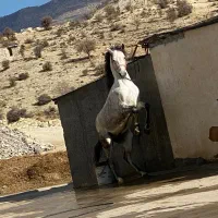 اسب کرد کورسی|اسب و تجهیزات اسبسواری|ایلام, |دیوار