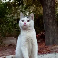 واگذاری گربه ماده