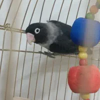 طوطی برزیلی مولد