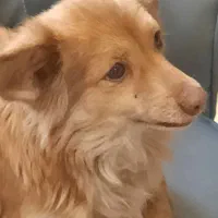 اشپیتز  پامر روباهی ماده عروس هلندی مرغ و خروس