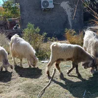 فروش کهره|حیوانات مزرعه|کرمان, |دیوار