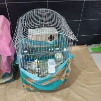 یک جفت عروس هلندی درجه یک با جوجه|پرنده|بومهن, |دیوار