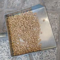 نخود خوش پخت