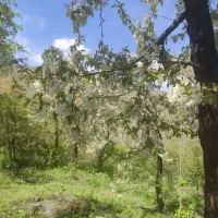 باغ-زمین-600متری-بالندر