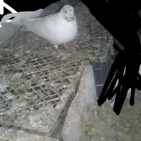 گفتر گم شده