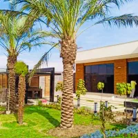 درخت نخل خوب میخای ما رو پیدا کن