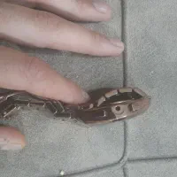 فروش فوری|لوازم جانبی موبایل و تبلت|مشهد, مهدی آباد|دیوار