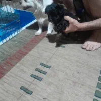 یک قلاده اشمیتز هواهوا وتوله اش مشکی سینه سفید|سگ|شیراز, شهرک سراج|دیوار