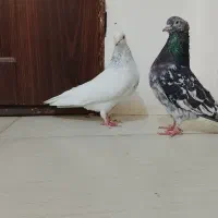 کبوتر|پرنده|آبکوه, |دیوار