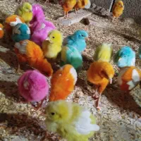 جوجه|حیوانات مزرعه|شباب, |دیوار