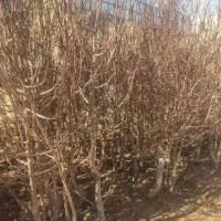 نهال گردو پیوندی|گل و گیاه طبیعی|کرمان, |دیوار