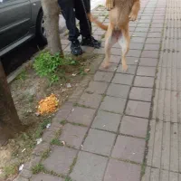 فروش سگ سراب