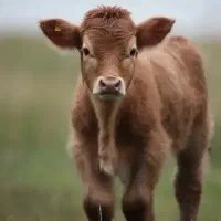 گوساله ماده ۴ماهه دو رگ بومی