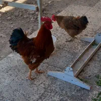 مرغ تخم گذار و خروس نیاچ