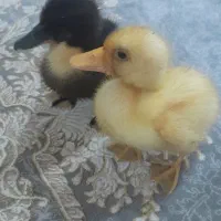 اردک100تومن دونه ای