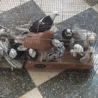 کبوتر هما شازده زرد سرور