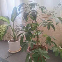 گل طبیعی شفلرا،  گل طبیعی دیفن|گل و گیاه طبیعی|کنگاور, |دیوار