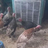 ۶عدد بوقلمون جوان .چاق