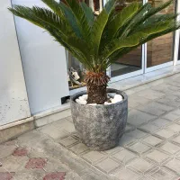 سیکاس