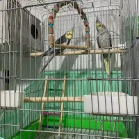 عروس هلندی مولد