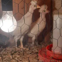 تخم مرغ سلطان اصل نطفه دار (خروس مرغ گیر جوان)|حیوانات مزرعه|کهک, |دیوار