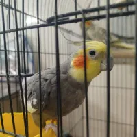 دو عدد عروس هلندی کشیده و سرحال آماده تخم گذاری