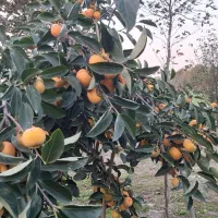 فروش خرمالو سردرختی|عمده‌فروشی|کردکوی, |دیوار