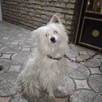 سگ باهوش ۲ساله