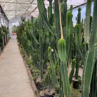 تولید وتوزیع انواع کاکتوس دکوراتیوی