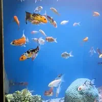 ماهی آکواریوم کوی و گوپی