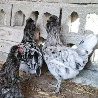 تخم مرغ گلین ریشو چهل تاج اصیل|حیوانات مزرعه|گرگان, |دیوار